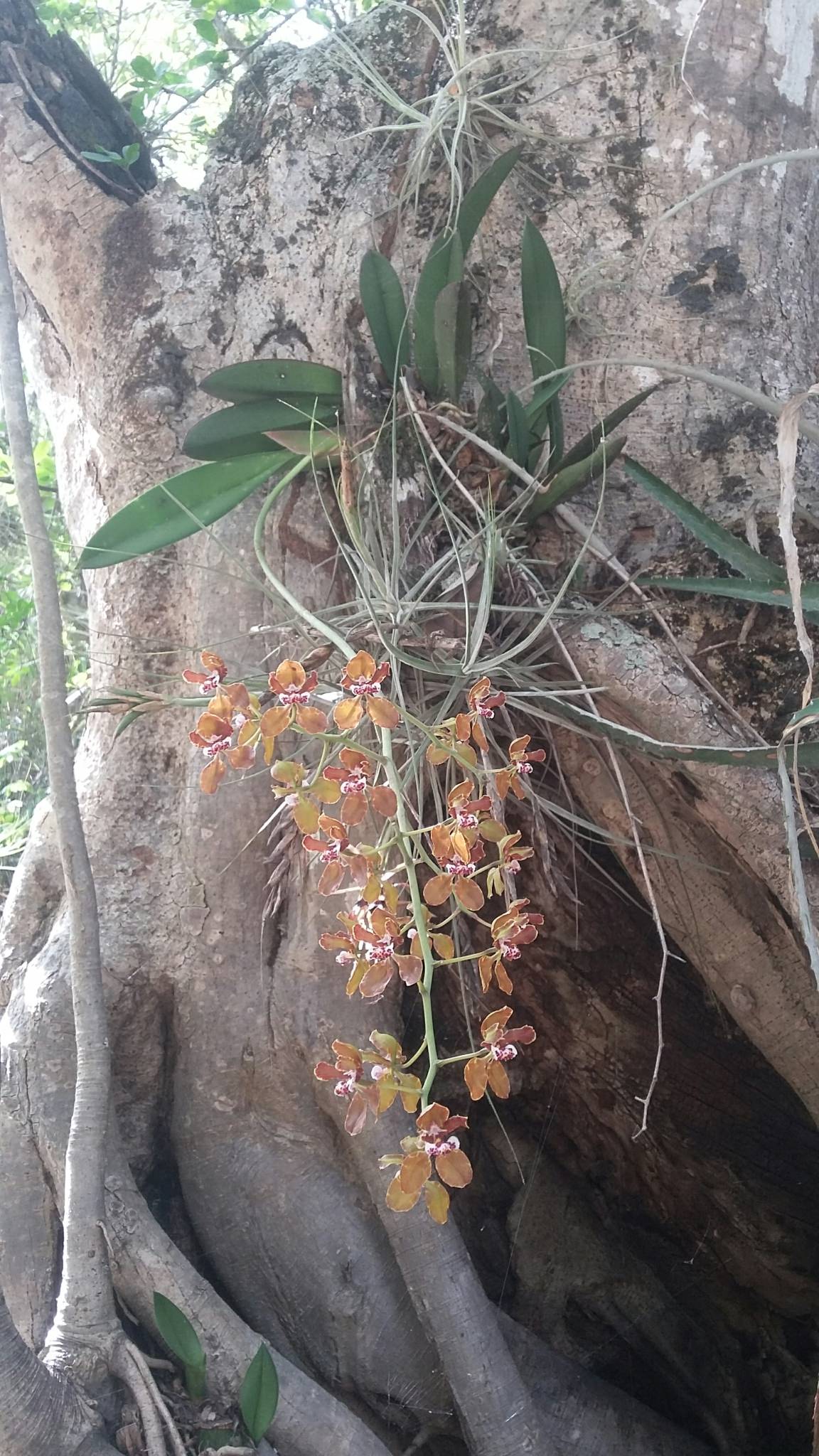 Oncidium microchillum
